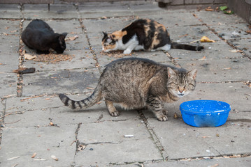 A group of street cats © Svetoslav Radkov