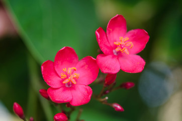 Flowering Bushes With Pink Flowers