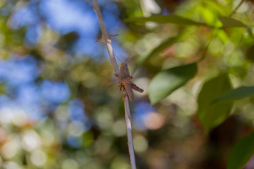 Locust on the branch.