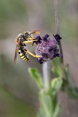 Nomada subcornuta, a species of bee in its natural environment.