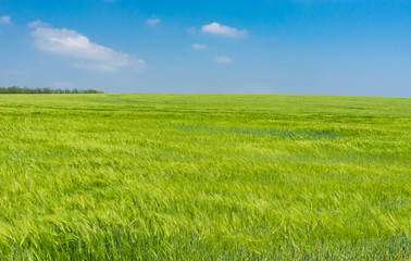 Obraz premium Landscape with unripe wheat field in May, central Ukraine