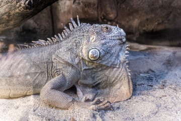 iguana