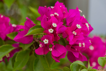 Blossoming Bougainvillea flowers.