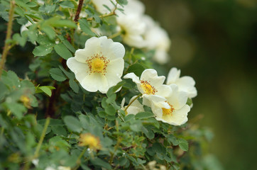 White rose in drops after the rain.