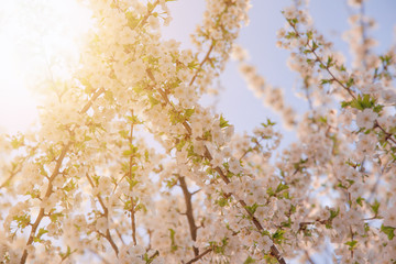 backlit cherry blossom in evening sunlight spring season