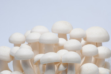 white shimeji mushroom close up on white background