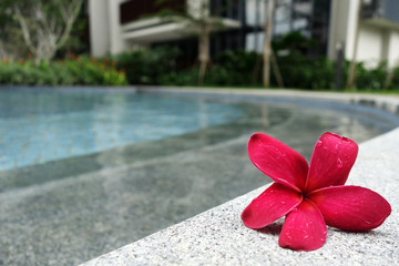 Fototapeta na wymiar Frangipani flowers on the pool side