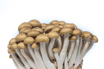buna shimeji mushroom on white background