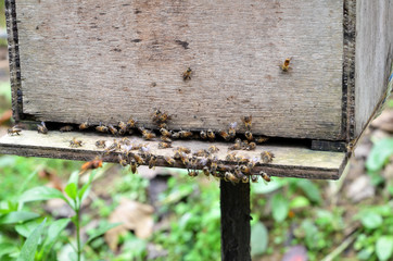 Bee farms located in Cameron Highlands
