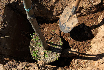 Tree planting. - 142781549