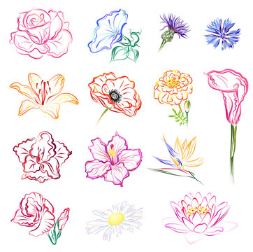 Flowers (Rose, Morning glory, Cornflowers, Lily, Poppy, Marigold, Calla, Gladiolus, Hibiscus, Strelitzia, Daisy, Lotus). Set of hand drawn stylized vector brush flower sketches on white background.