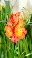 Orange freesia flower, window background, green plant close up