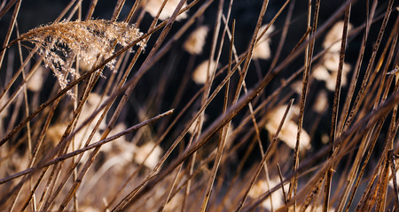 cane thicket background