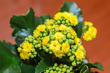 Yellow Calandiva flowers Kalanchoe, family Crassulaceae, wood background