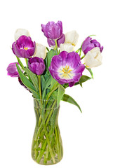 Violet and white tulips flowers in a transparent vase, close up isolated on white