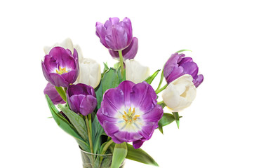 Violet and white tulips bouquet flowers, close up isolated on white