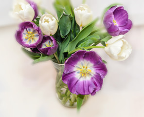 Violet and white tulips open flowers close up isolated on white