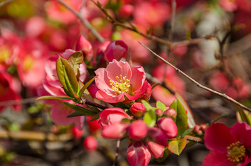Chaenomeles japonica pink tree flowers,  Maule's quince, Gutuiul japonez, outdoor close up