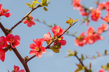 Chaenomeles japonica pink tree flowers,  Maule's quince, Gutuiul japonez, outdoor close up