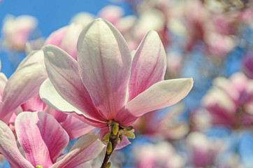 Obraz na płótnie Canvas Magnolia pink blossom tree flowers, close up branch, outdoor
