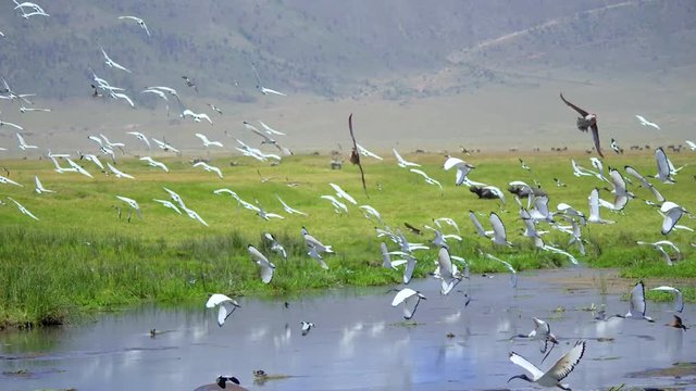 A flock of birds in a wildlife. Tanzania. National park Ngorongoro