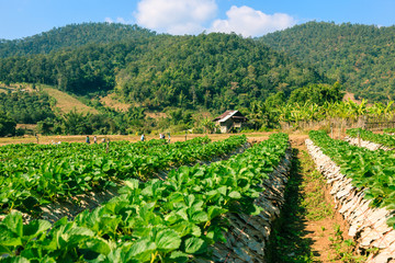 Fototapeta na wymiar Agriculture field of mix organic product farm and working farmers.