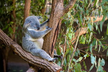 Sleeping koala on eucalyptus tree in Australia