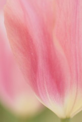 Fototapeta na wymiar ピンクの花弁