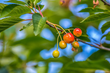 On the branch in the garden ripen berries cherries. Closeup, side view. Shallow depth of field, blurred background.