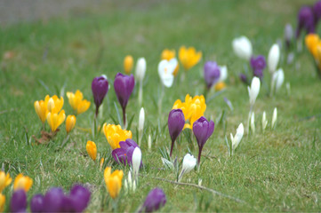 White, purple and yellow crocuses blooming in a line down a lawn.