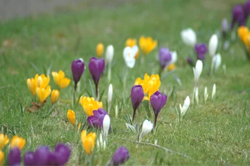 Papier Peint photo Crocus White, purple and yellow crocuses blooming in a line down a lawn.
