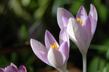 Two Pink Crocuses Close Up