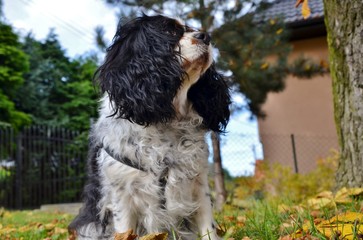 Cavalier King Charles Spaniel