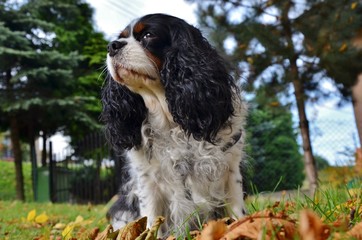 Cavalier King Charles Spaniel