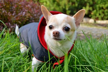 Sesja chihuahua © Klaudia