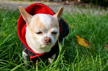 Sesja chihuahua © Klaudia