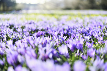 Beautiful blossoming crocus flowers. Close-up shot of purple crocuses, spring meadow in the sun with selective focus.