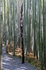 Looks like a king of bamboo, Kyoto.