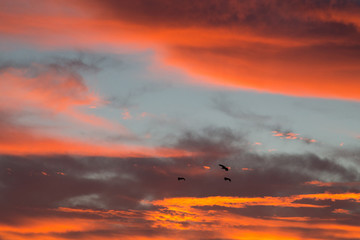Sunset view with fiery colored skies at Anhinga trail, Florida. Herons flying.