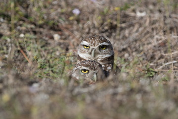 Burrowing owl