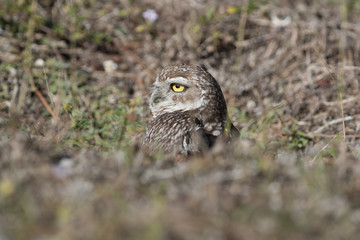 Burrowing owl