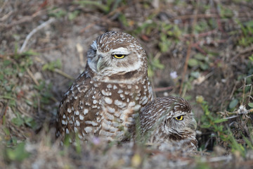 Burrowing owl