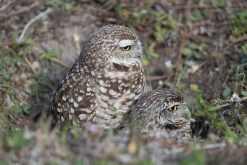 Burrowing owl