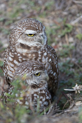 Burrowing owl