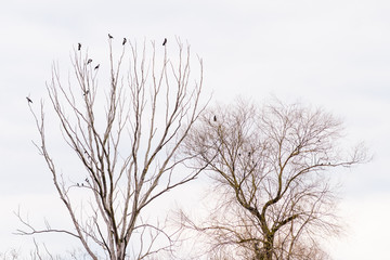 Fototapeta na wymiar Hooded crows perched on the top of tree branches are waiting to take flight during a gray winter day