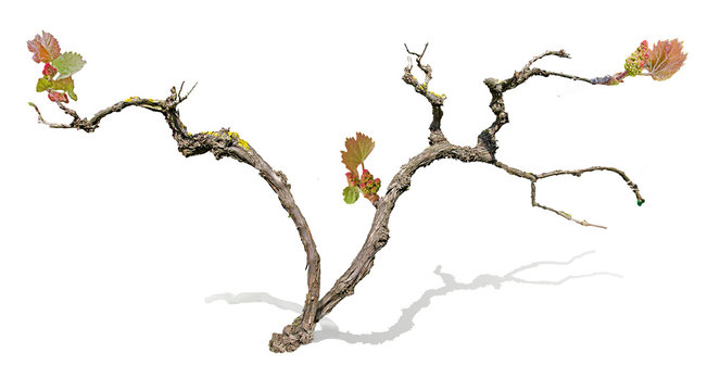 Grape vine isolated on white background