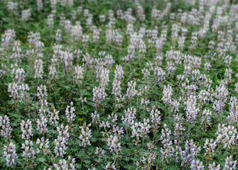 Naklejka premium Flowering field