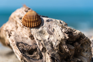 Conchiglie in spiaggia 