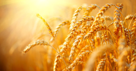 Wheat field. Ears of golden wheat closeup. Harvest concept - obrazy, fototapety, plakaty