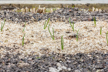 Young  green shoots of green onions in the garden in spring